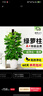 卉優(yōu)辮子發(fā)財樹(shù)天堂鳥(niǎo)幸福樹(shù)綠蘿盆栽客廳辦公室內除甲醛大型綠植 特級大葉綠蘿柱1.4-1.6m 培育盆 曬單實(shí)拍圖