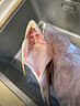 正尖山【一條一斤裝】超大活凍黃翅魚(yú)東山島海捕黃腳立野生黃翅魚(yú)黃鯛魚(yú) 1條一斤凈重 1條裝【總重0.9-1斤】 曬單實(shí)拍圖