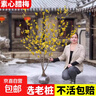 臘梅花樹(shù)苗庭院地栽耐寒冬季開(kāi)花卉植物陽(yáng)臺濃香原生高桿素心臘梅 【原生臘梅】2CM粗 高1.3米左右 不含盆 曬單實(shí)拍圖