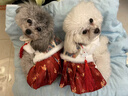 TMJD MISS狗狗冬季寵物新年衣服泰迪毛馬面小型比熊寵物貓喜慶唐裝過(guò)年裙子 紅色馬面唐服裙【拍照留念必備】 M碼【建議5-7斤 參考胸圍背長(cháng)】 曬單實(shí)拍圖