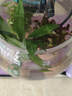 火山石水草植物魚(yú)缸造景真草水培蜈蚣草水榕陰性綠菊凈化水質(zhì)套餐 對葉+ 皇冠草+紅波（鵝蛋火山石） 曬單實(shí)拍圖