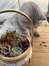 手提大花籃多肉植物組合盆栽38女神節禮品公司活動(dòng)多肉diy材料包 花籃B款（隨機多肉12個(gè)）花籃+多肉+土 材料包一套送工具鏟子 曬單實(shí)拍圖
