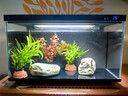 勝畫(huà)魚(yú)缸水草植物直接入缸真水草凈化竹節草蜈蚣草懶人養魚(yú)水草造景 【NCAC賽級套餐】】專(zhuān)業(yè)搭配適合40-50缸 曬單實(shí)拍圖