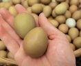 園囿農場(chǎng)山東新鮮七彩山雞蛋農家雜糧散養60枚凈重2.8斤源頭直發(fā)包郵 曬單實(shí)拍圖