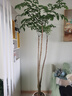 臨雅幌傘楓老樁原生幸福樹(shù)客廳綠植盆栽室內大型粗桿室內廠(chǎng)區庭院植物 幌傘楓老樁幸福樹(shù)1.8-2米+創(chuàng  )意圓球盆 曬單實(shí)拍圖
