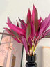 花翁 水培綠植物招財轉運室內水養花卉盆栽紫竹70-80cm10棵源頭直發(fā) 曬單實(shí)拍圖