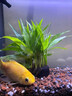 森悠（SARYOR）南美青竹坨草水竹水下葉魚(yú)缸造景定植水草植物陰性溪流缸懶人新手 南美青竹坨草1個(gè)【自帶水草泥 入缸即活】 曬單實(shí)拍圖