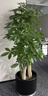 Only you【兩小時(shí)達】發(fā)財樹(shù)大型盆栽綠植花卉室內客廳辦公室開(kāi)業(yè)喬遷送禮 步步高發(fā)財樹(shù) 曬單實(shí)拍圖