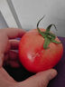 童年味道西紅柿約1kg 曬單實(shí)拍圖