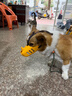 冇寵狗狗嘴套柯基柴犬嘴罩中小型犬止吠器防咬防叫神器可喝水寵物口罩 黃色（本嘴套不適用于短嘴犬） L號（建議25-40斤左右） 曬單實(shí)拍圖