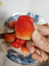 梓頤大涼山紅顏草莓99牛奶油草莓【多地次日達】草莓水果禮盒圣誕禮物 精品3斤單果約12-15g凈重2.4斤 曬單實(shí)拍圖