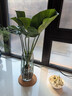 愛(ài)優(yōu)尚水培龜背竹盆栽客廳室內辦公室桌面植物2株吸甲醛源頭直發(fā) 曬單實(shí)拍圖
