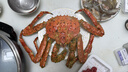 鮮活俄羅斯帝王蟹1.5-2kg/只 曬單實(shí)拍圖
