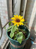 花沃里盆栽矮向日葵種子花卉種子家庭盆栽向日葵陽(yáng)臺校園花壇草種籽花種 花沃里矮向日葵約29粒*1包【明媚鮮亮】 曬單實(shí)拍圖