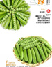 四川新鮮甜豌豆農家自種新鮮蔬菜豆角豆米現摘現發(fā)豌豆莢 凈重5斤 曬單實(shí)拍圖