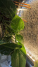 愛(ài)你一萬(wàn)年天堂鳥(niǎo)無(wú)土純水培植物室內好養綠植水培水養易活桌面綠植吸除甲醛 A級 水培天堂鳥(niǎo) 50-60厘米 3顆 曬單實(shí)拍圖
