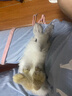 夢(mèng)茜兒（MEXEMINA）兔子活物侏儒兔鳳眼小型茶杯兔長(cháng)不大不咬人寵物荷蘭垂耳兔子活體 霜白垂耳兔【公母可選】 曬單實(shí)拍圖