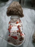 TMJD MISS狗狗衣服冬季裝貓咪公主唐裝新年喜慶毛毛牽引羊駝絨衣小型犬寵物 橘粉色新年唐服 XL碼【建議體重8-10斤】 曬單實(shí)拍圖