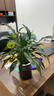 【懶人自吸水】白掌盆栽 曬單實(shí)拍圖