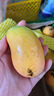 果亞多海南小臺農芒果10斤新鮮應當季水果現摘小臺芒甜心芒青芒澳芒泰芒 5斤中果【單果70-90g】 曬單實(shí)拍圖