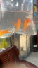 AIPHAROW金魚(yú)活魚(yú)獅子頭小型觀(guān)賞魚(yú)紅國獅冷水魚(yú)淡水魚(yú)小金魚(yú)苗活體 （優(yōu)質(zhì)）紅國獅5-7cm3條 曬單實(shí)拍圖
