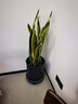 植男植女網(wǎng)紅大型金邊虎皮蘭北歐植物客廳臥室辦公室觀(guān)葉綠植盆栽源頭直發(fā) 曬單實(shí)拍圖