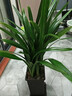 愛(ài)優(yōu)尚精品墨蘭盆栽蘭花富貴花卉辦公室內客廳桌面植物源頭直發(fā) 曬單實(shí)拍圖