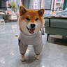 skingcond邊牧犬服狗狗沖鋒衣秋冬季保暖中大型犬棉服可牽引狗狗金毛松獅 灰黑色 2XL【21-35斤】 曬單實(shí)拍圖