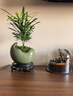 自然空間羅漢松盆栽室內綠植辦公客廳桌面趣味迷你小盆景四季好養植物擺件 冰裂青瓷小月牙羅漢松+09鏤空座 曬單實(shí)拍圖
