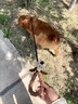 京濮飛狗狗牽引繩p繩p鏈遛狗繩子中大型犬小型犬狗鏈泰迪柴犬寵物用品 長(cháng)耳狗德里黑 1.8m(直徑1cm) 曬單實(shí)拍圖