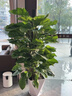 卉優(yōu)大葉綠蘿柱幸福樹(shù)發(fā)財樹(shù)大型植物開(kāi)業(yè)喬遷客廳辦公室內好養綠植 同款低價(jià)|大葉綠蘿柱1.4-1.5米【鉆石盆】 含盆 曬單實(shí)拍圖