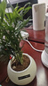 綠有意綠植室內盆栽綠蘿發(fā)財樹(shù)花卉辦公室桌面幼兒園小植物水培好養除醛 【圓嘟嘟花盆】富貴椰子+肥 曬單實(shí)拍圖