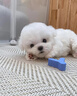 純種比熊幼犬小型犬活體比熊犬茶杯犬長(cháng)不大寵物狗狗可愛(ài)小體小狗 寵物級 【【更多比熊】咨詢(xún)客服挑選 曬單實(shí)拍圖