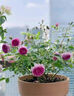 月季花苗四季開(kāi)花大花濃香型灌木月季苗庭院陽(yáng)臺盆栽地栽玫瑰花苗 瑞典女王【大花濃香，多季節開(kāi)花】 扦插小苗15-25cm高 1棵 曬單實(shí)拍圖