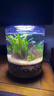 帝狼客廳小型生態(tài)魚(yú)缸過(guò)濾制氧一體機桌面迷你斗魚(yú)家用水族箱潛水貓 套裝7：魚(yú)缸+全套造景+5塊濾棉+定時(shí)版燈蓋 曬單實(shí)拍圖