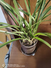 墨蘭蘭花苗盆栽帶花苞發(fā)貨精品名貴花卉綠植物室內四季好養活企黑 建蘭（高方盆+底托）【10株苗】 曬單實(shí)拍圖
