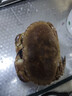 鮮活面包蟹400-600g/只 曬單實(shí)拍圖