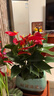 【年宵花大紅掌桌面款】室內綠植好養盆栽四季開(kāi)花吸甲醛凈化空氣 【至少10朵花】特級紅掌+財源滾滾陶瓷盆 曬單實(shí)拍圖