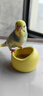高能鸚鵡鸚鵡陶瓷食碗幼鳥(niǎo)學(xué)吃防濺防撒鳥(niǎo)食罐食盒玄鳳防打翻鳥(niǎo)籠配件用品 小號黃色陶瓷食碗 曬單實(shí)拍圖