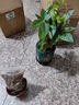 沭之美發(fā)財樹(shù)盆栽綠植 A級三桿發(fā)財樹(shù)+旭日東升陶瓷盆+圓底座 源頭直發(fā) 曬單實(shí)拍圖