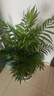 散尾葵綠植鳳尾竹盆栽袖珍椰子室內大型綠植四季常青富貴椰子植物 【80-100厘米11-12顆造型好][育苗盆 曬單實(shí)拍圖