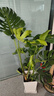 愛(ài)優(yōu)尚龜背竹盆栽客廳室內辦公室大型綠植盆景凈化空氣吸甲醛源頭直發(fā) 曬單實(shí)拍圖