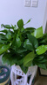 長(cháng)藤綠蘿垂吊綠植室內吊蘭吸甲醛凈化空氣綠植盆栽稀有綠蘿盆栽 【盆口直徑32厘米】短藤紅盆綠蘿1盆送肥料 曬單實(shí)拍圖