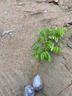 黃花梨樹(shù)苗 降香黃檀實(shí)生苗 正宗海南黃花梨樹(shù)苗盆栽紫油梨樹(shù)苗 正宗黃花梨20-30cm高1棵 帶土杯發(fā)貨 曬單實(shí)拍圖