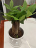 語(yǔ)森憶五辮發(fā)財樹(shù)盆栽植物室內辦公室好養綠植水培客廳常青小樹(shù)懶人 【三桿】發(fā)財樹(shù)+【菱形陶瓷盆】 曬單實(shí)拍圖