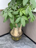 卉優(yōu)步步高發(fā)財樹(shù)大葉綠蘿龍血樹(shù)盆栽客廳辦公室內開(kāi)業(yè)喬遷大型綠植 甄選·粗桿步步高發(fā)財樹(shù)【1.5-1.6米】福字盆 含盆 曬單實(shí)拍圖
