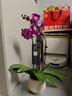 年宵花蝴蝶蘭室內花卉盆栽綠植客廳四季開(kāi)花春節年貨裝飾過(guò)年擺件 粉色系3劍蝴蝶蘭【品種隨機】北歐盆 曬單實(shí)拍圖