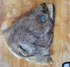 賣(mài)魚(yú)七郎 格陵蘭超大鰈魚(yú)頭1.5斤 深海鴉片魚(yú)頭比目魚(yú)頭海鮮水產(chǎn)魚(yú)類(lèi) 曬單實(shí)拍圖