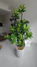 臨雅百合竹客廳綠植盆栽高端室內真花四季好養植物1.5m圓球盆源頭直發(fā) 曬單實(shí)拍圖
