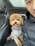 POPOCOLA小狗狗衣服羽絨秋冬季泰迪比熊雪納瑞小型犬寵物保暖棉服冬裝 灰色四腳面包服 XL【建議12-16斤】 曬單實(shí)拍圖